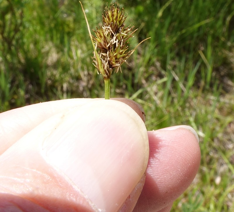 Slenderbeak Sedge photo 7
