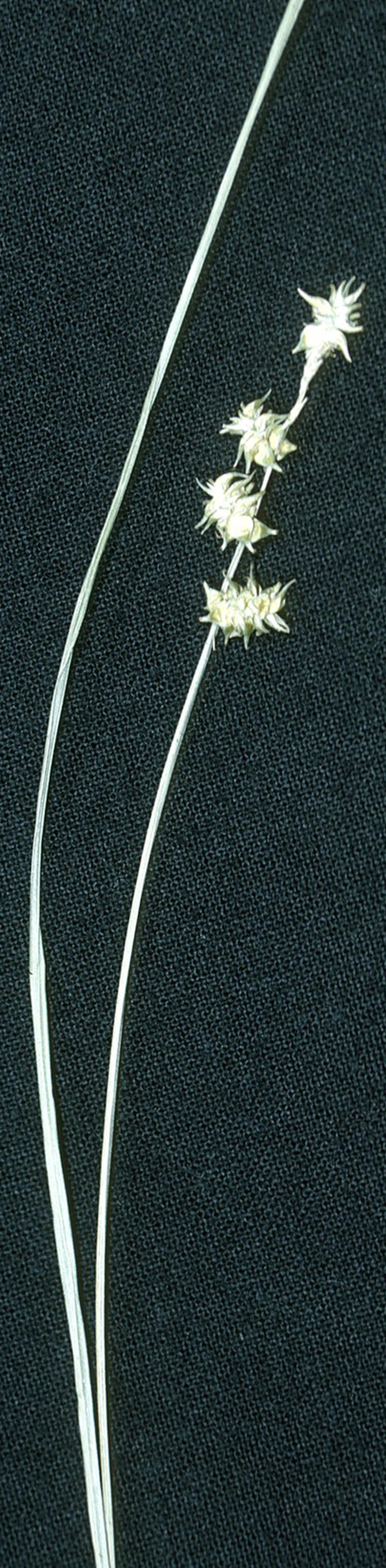 Prickly Bog Sedge