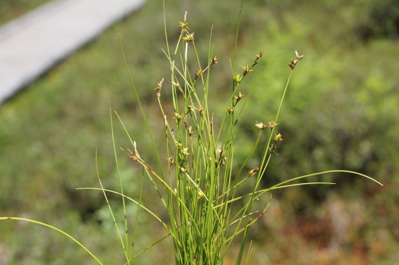 Prickly Bog Sedge photo 5