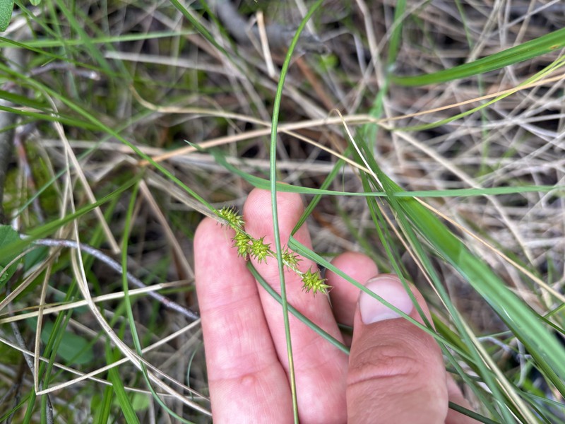Prickly Bog Sedge photo 7
