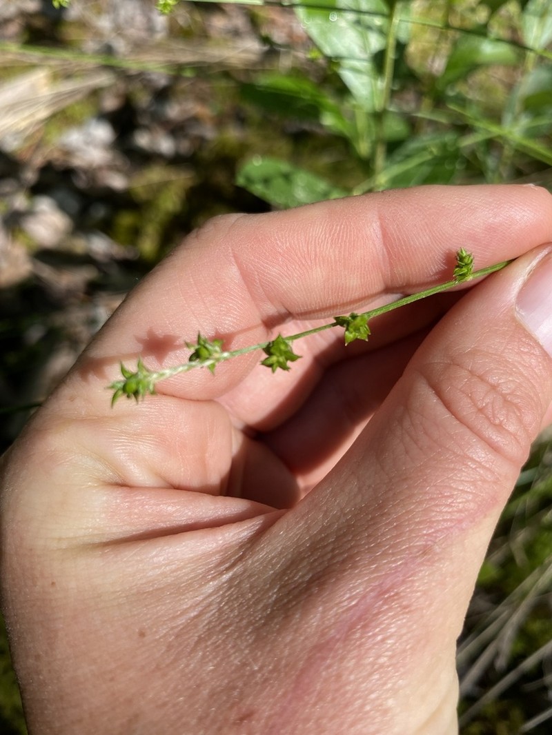 Prickly Bog Sedge photo 8