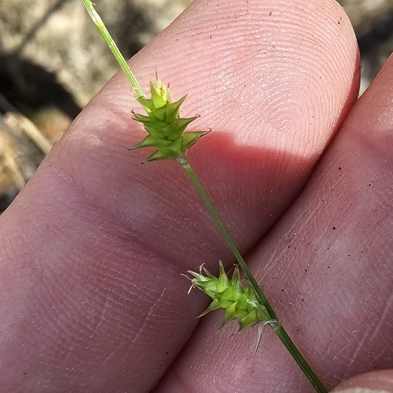Carex atlantica subsp. atlantica