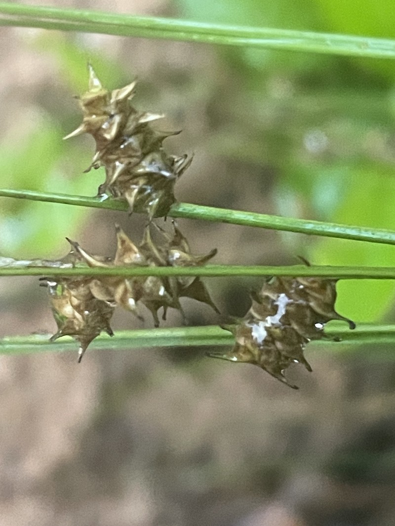 Carex atlantica subsp. atlantica photo 2