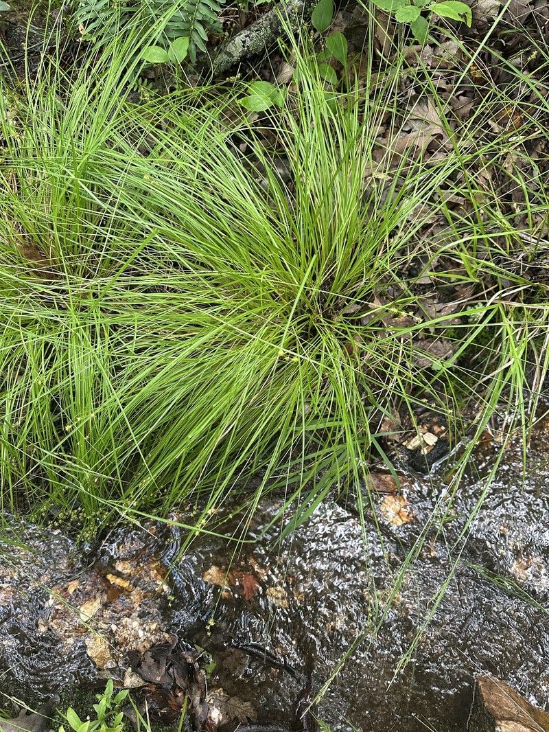 Carex atlantica subsp. atlantica photo 3
