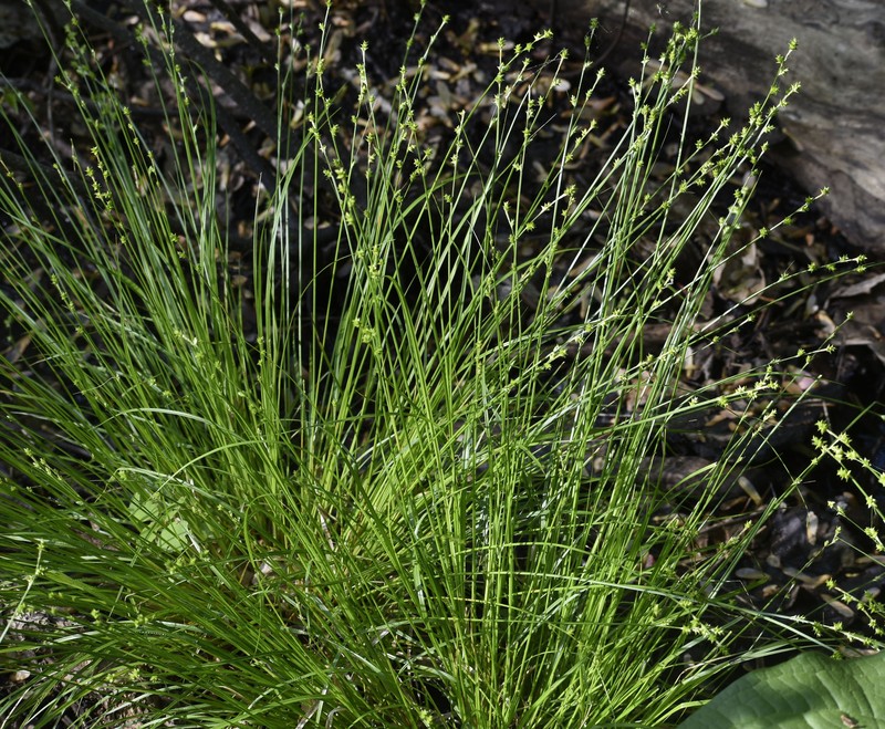 Carex atlantica subsp. atlantica photo 4