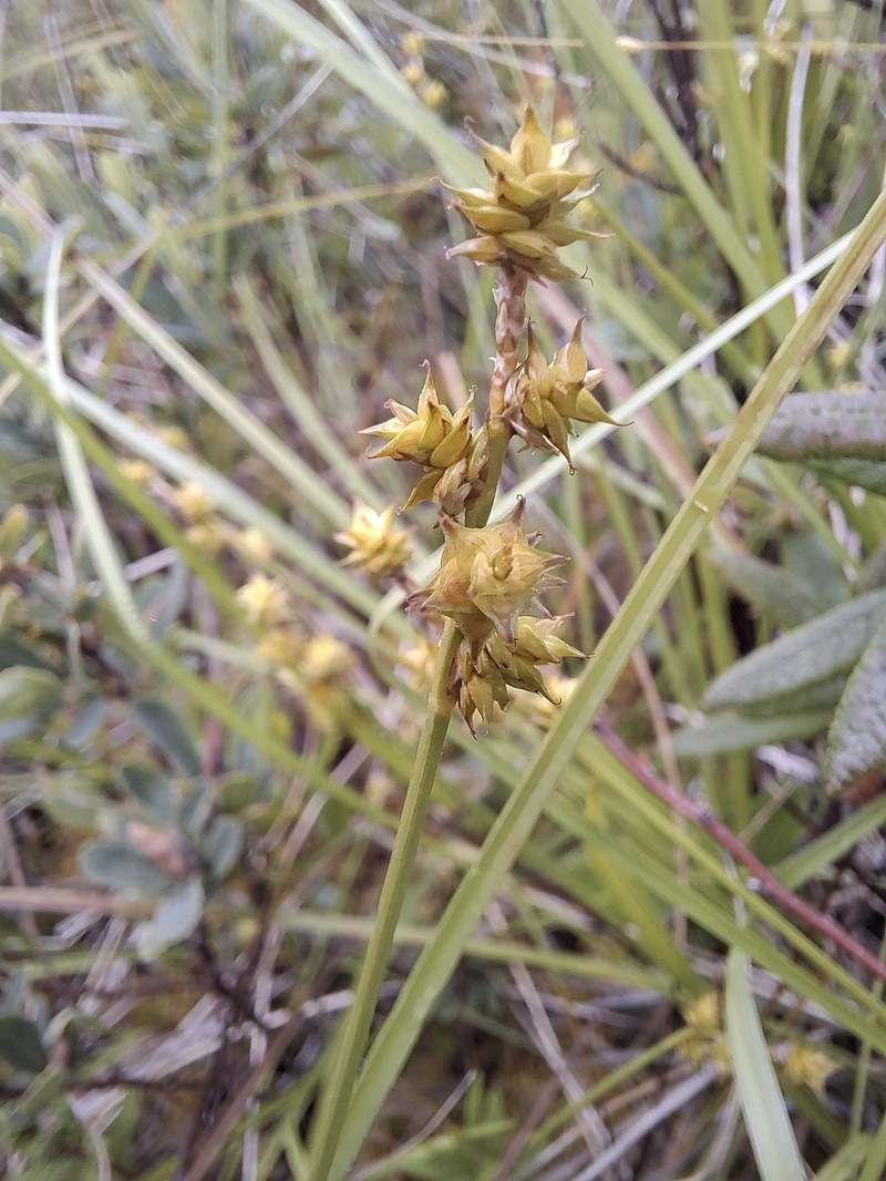 Carex atlantica subsp. atlantica photo 5