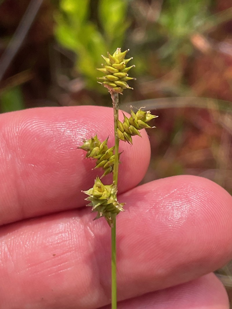 Carex atlantica subsp. atlantica photo 6