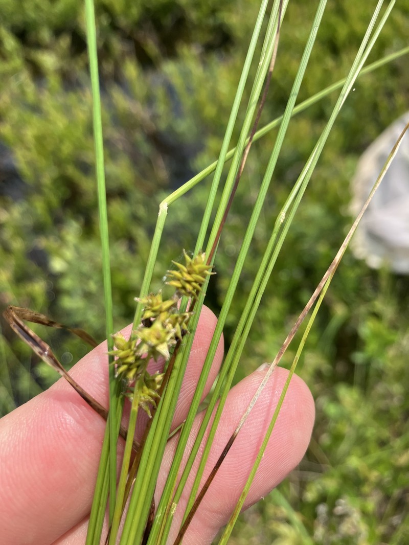 Carex atlantica subsp. atlantica photo 7