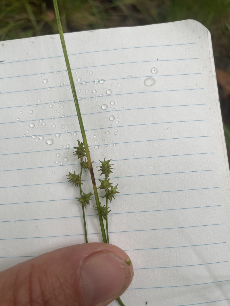 Carex atlantica subsp. atlantica photo 8