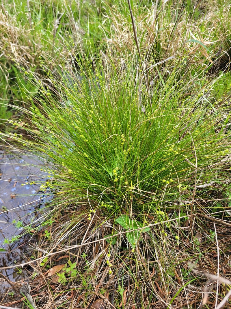 Carex atlantica subsp. capillacea