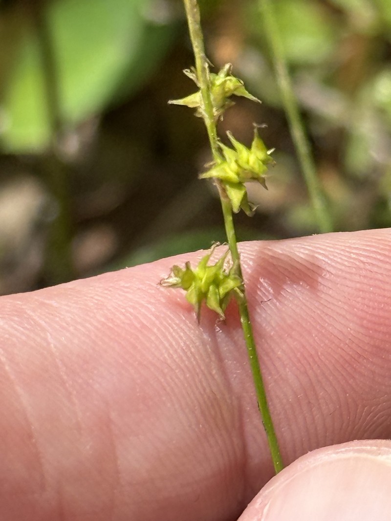 Carex atlantica subsp. capillacea photo 2