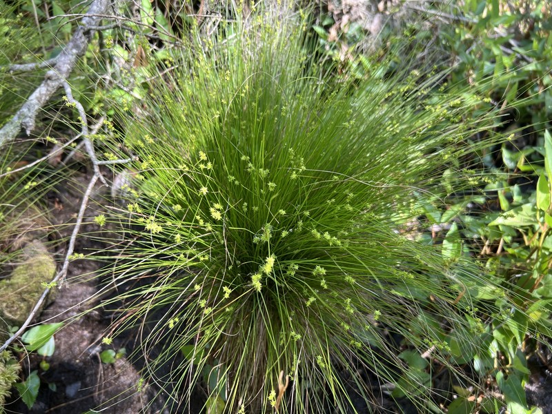 Carex atlantica subsp. capillacea photo 3