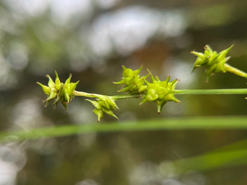 Carex atlantica subsp. capillacea photo 4