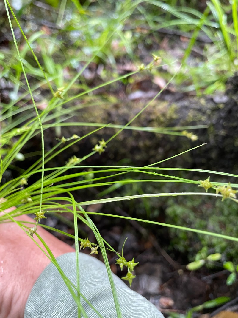 Carex atlantica subsp. capillacea photo 5