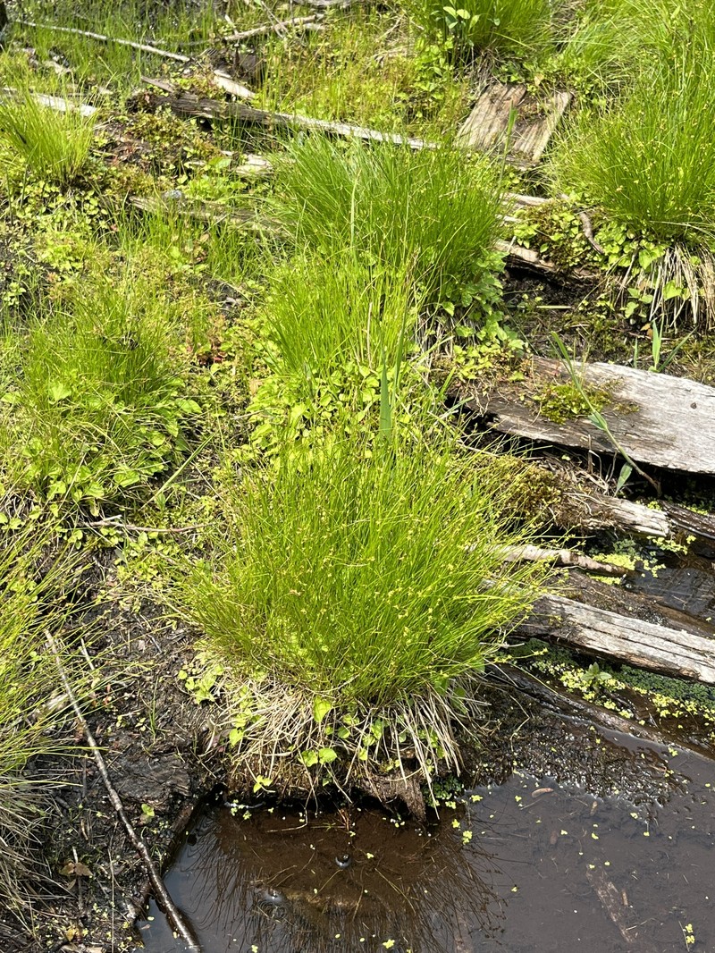 Carex atlantica subsp. capillacea photo 6