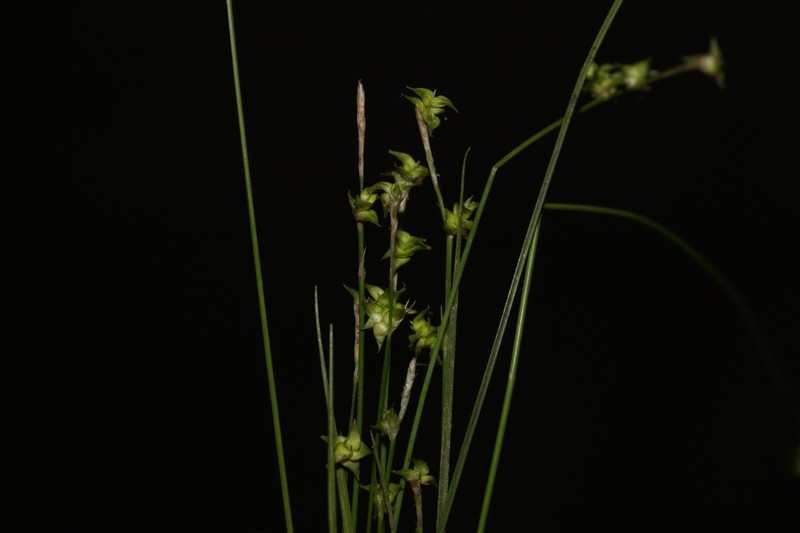 Carex atlantica subsp. capillacea photo 7