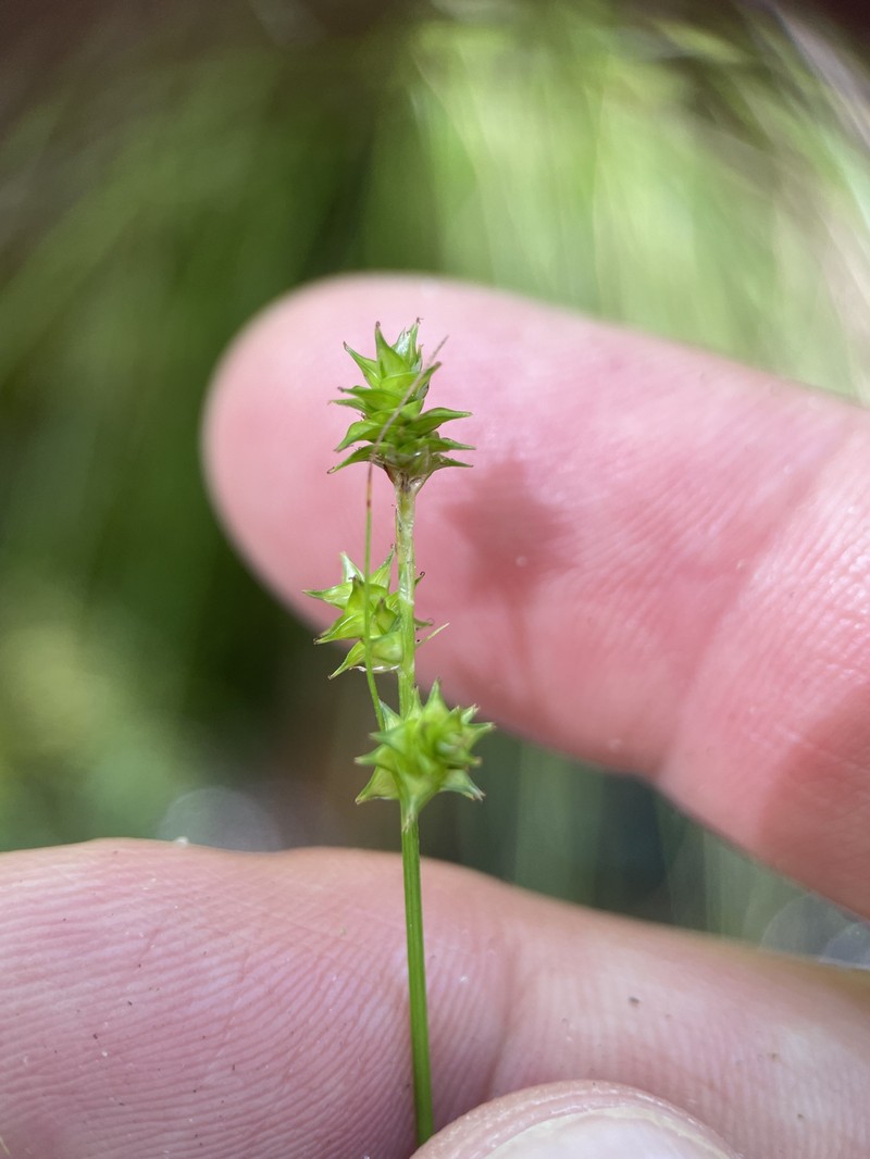 Carex atlantica subsp. capillacea photo 8