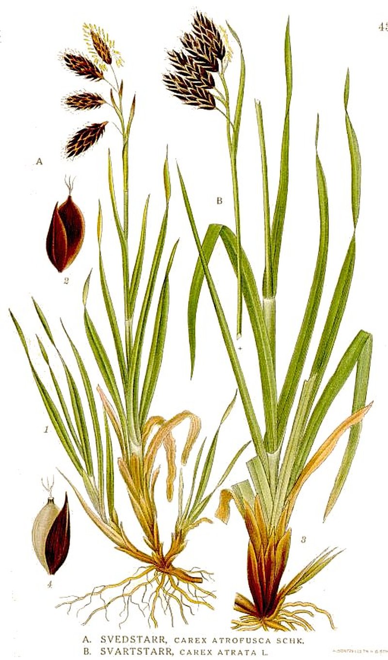 Sedge