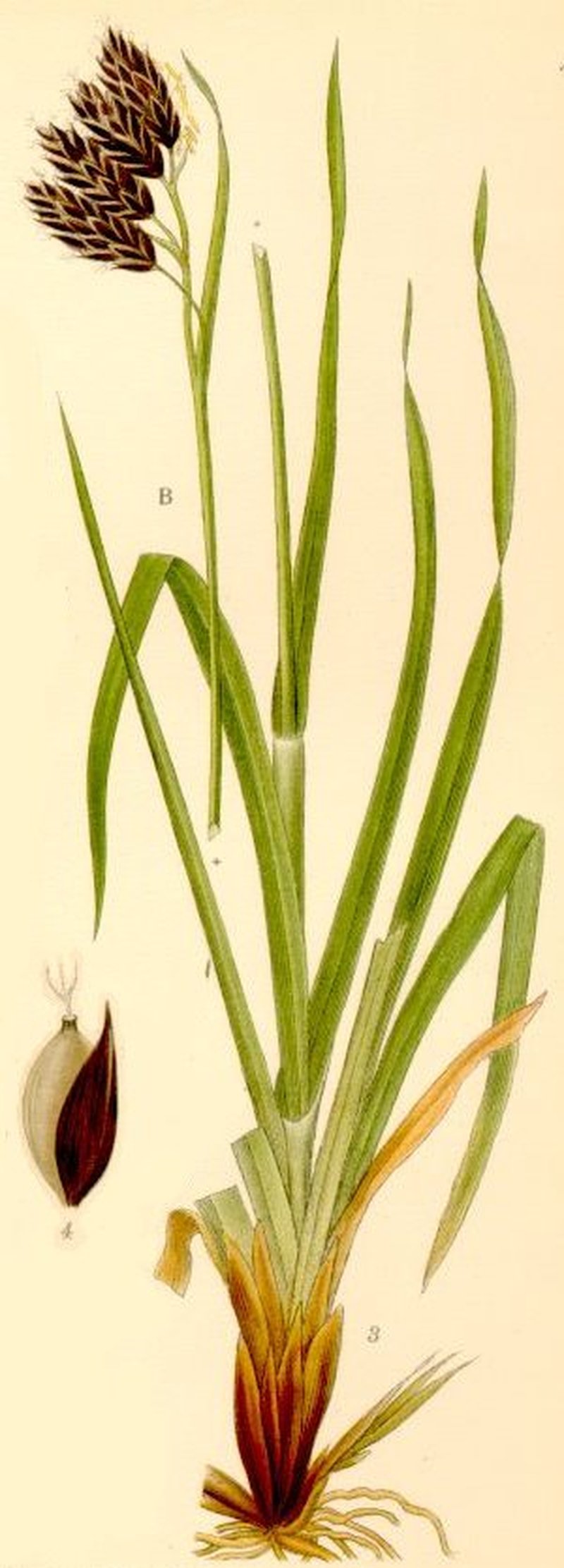 Sedge photo 5