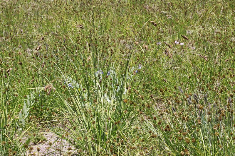 Sedge photo 6