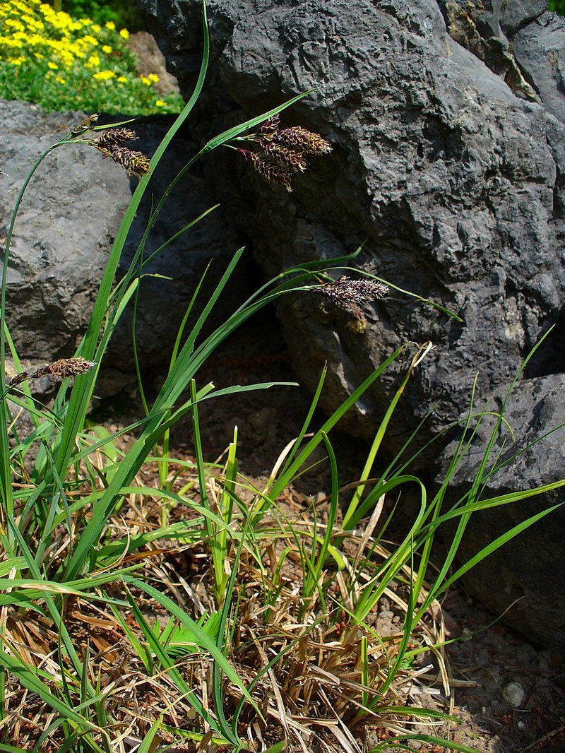 Sedge photo 7