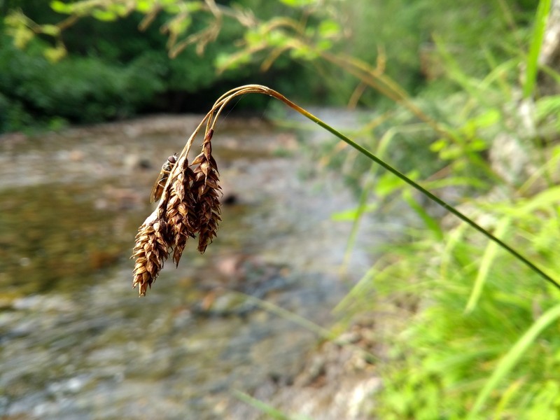 Raymond's Sedge