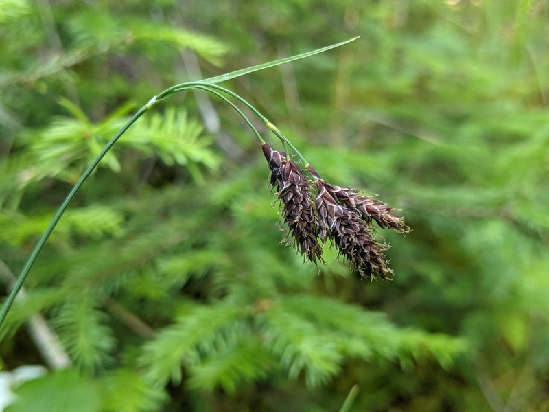 Scrabrous Black Sedge photo 6