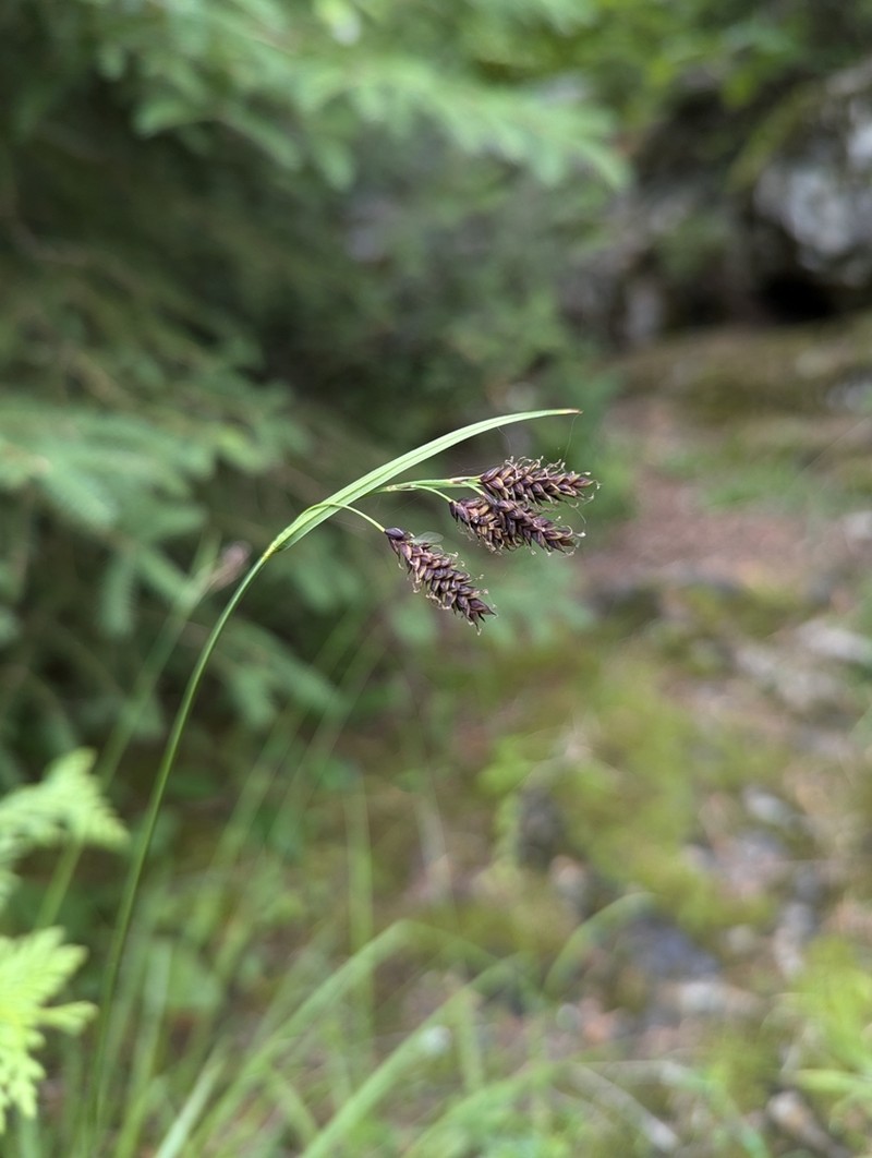 Scrabrous Black Sedge photo 7