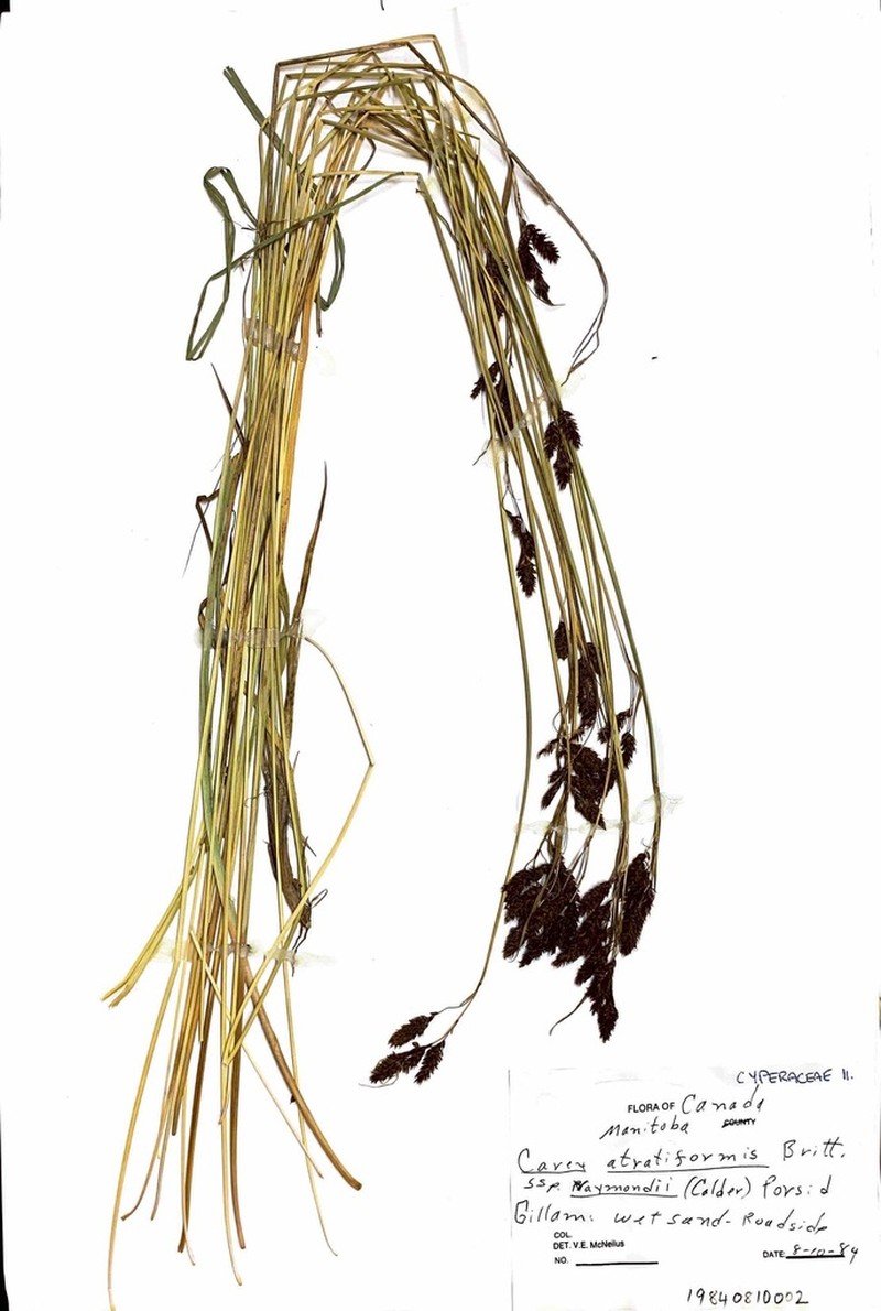 Scrabrous Black Sedge photo 8