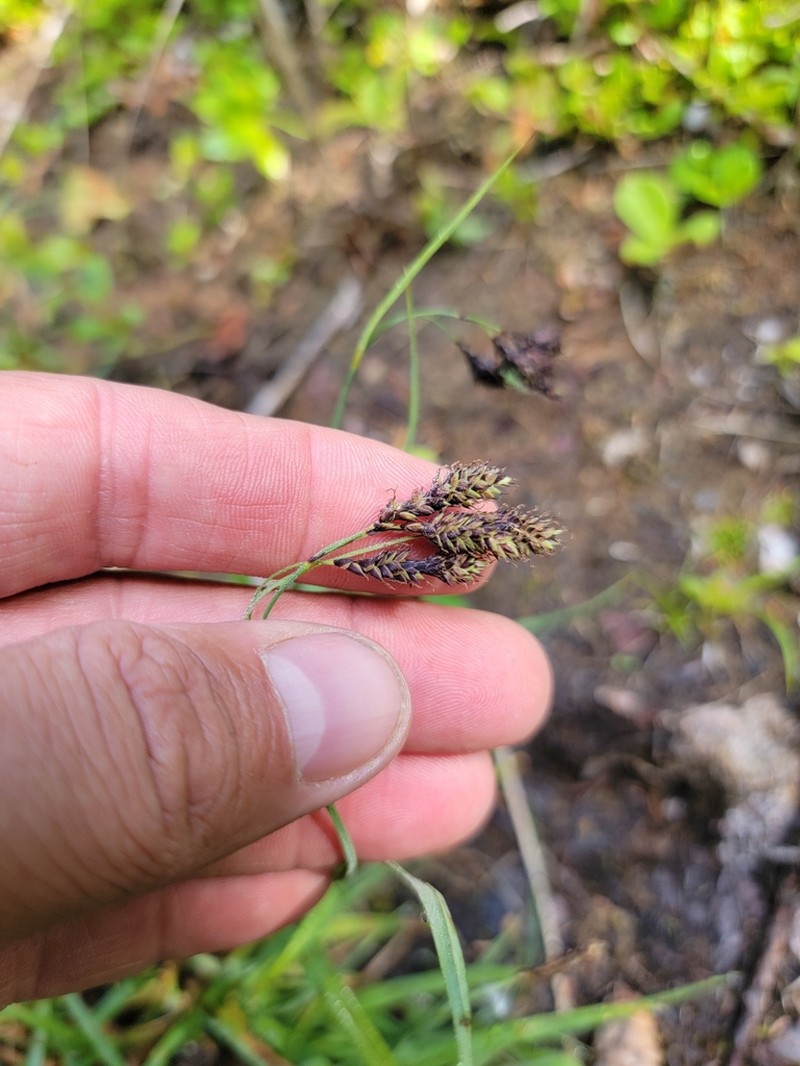 Raymond's Sedge photo 4