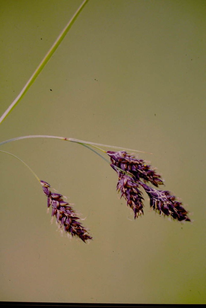 Raymond's Sedge photo 5