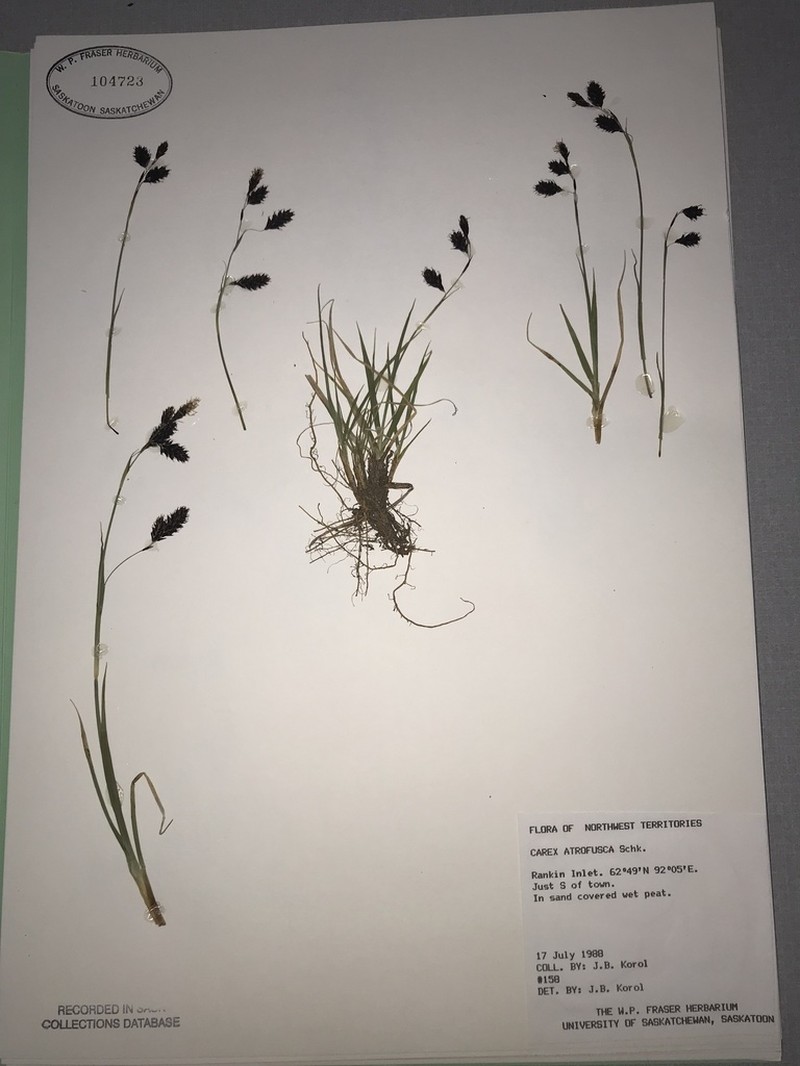 Darkbrown Sedge photo 3