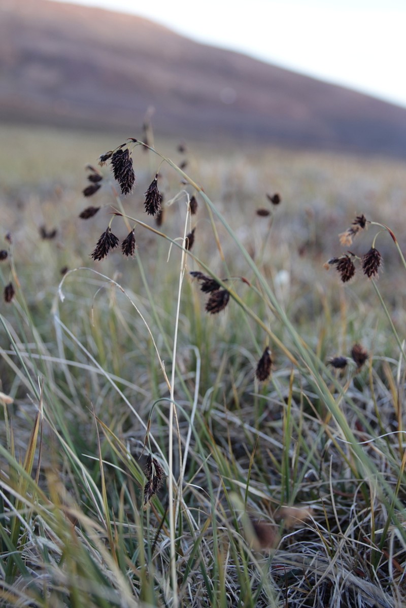 Darkbrown Sedge photo 4
