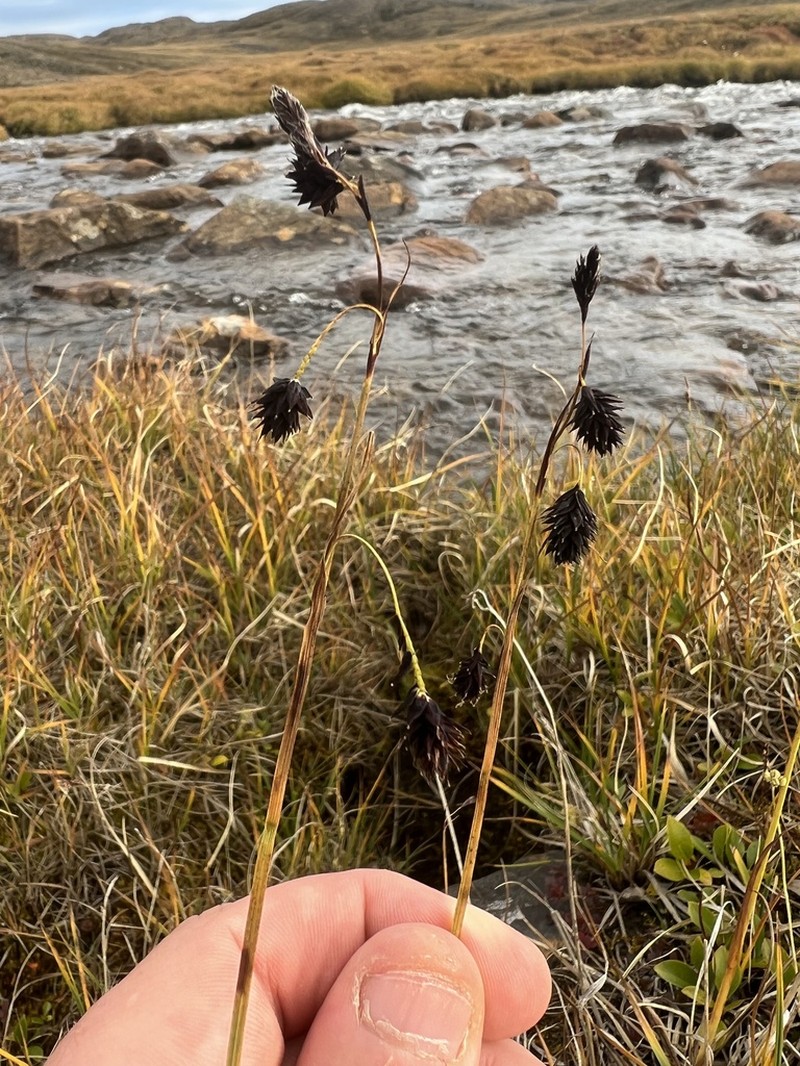 Darkbrown Sedge photo 5