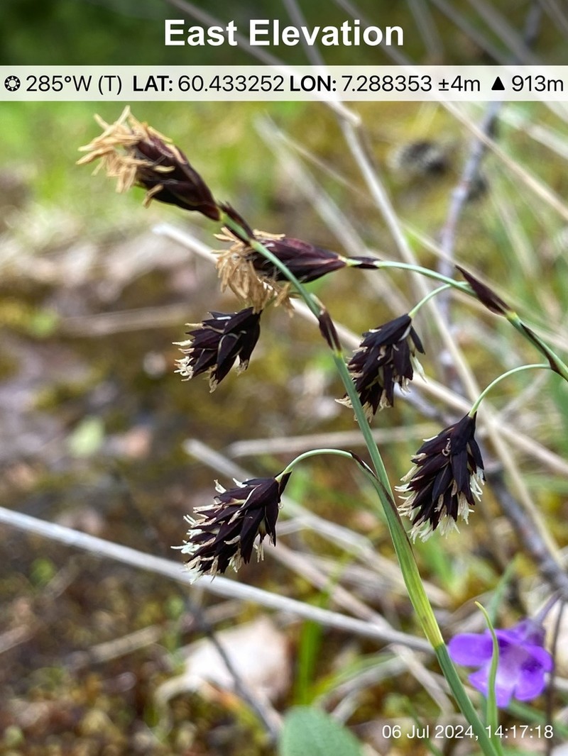 Darkbrown Sedge photo 6