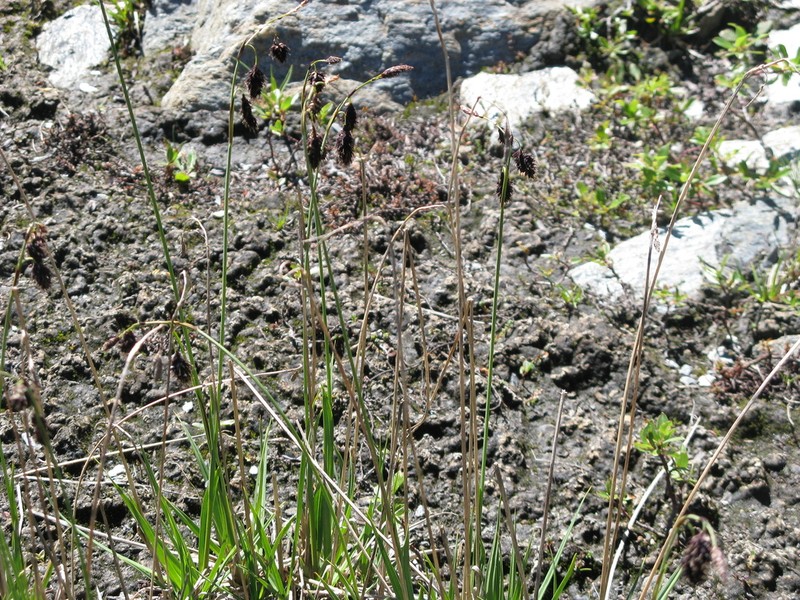 Darkbrown Sedge photo 7