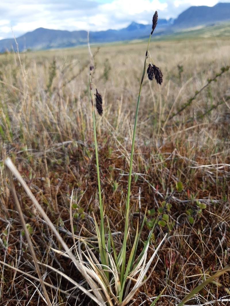 Darkbrown Sedge photo 8