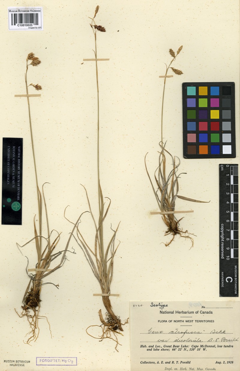 Carex atrofusca subsp. atrofusca