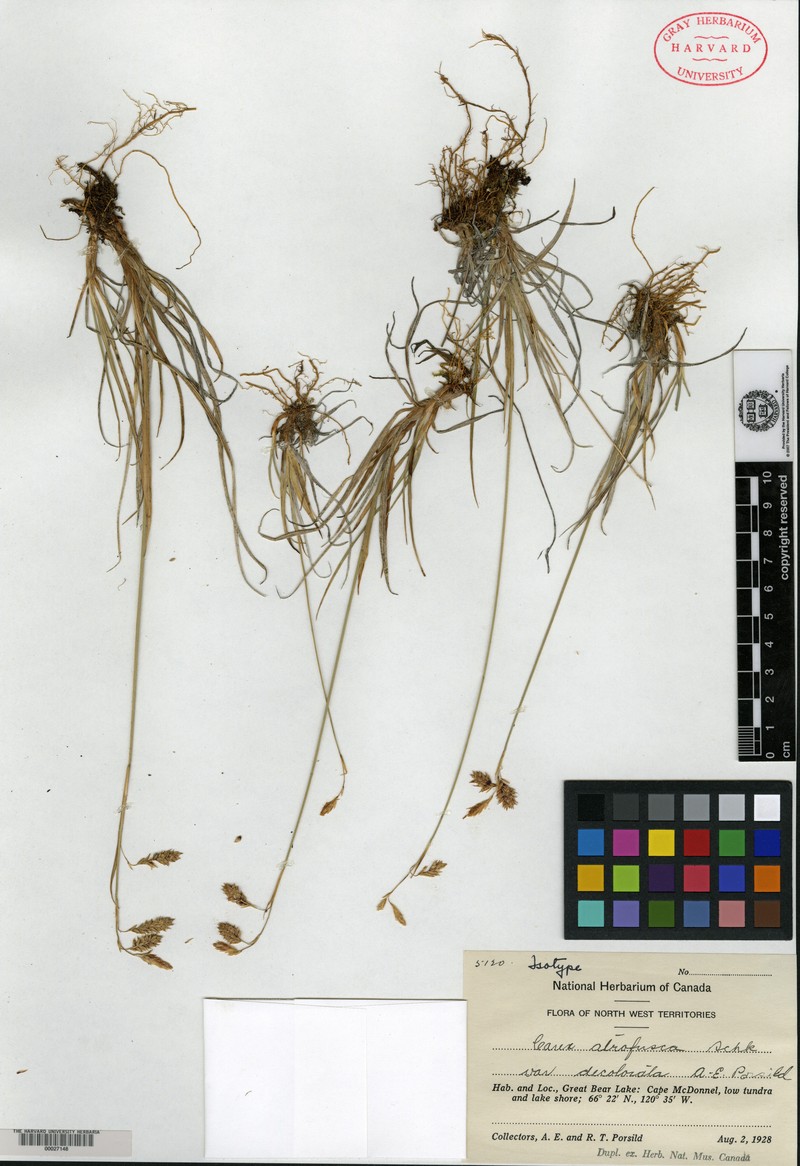 Carex atrofusca subsp. atrofusca photo 2