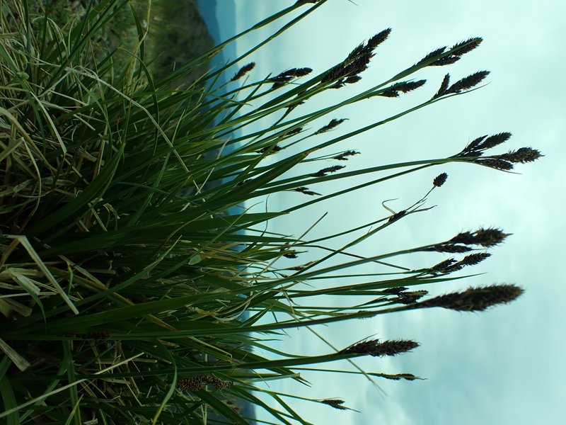 Lesser Blackscale Sedge photo 2