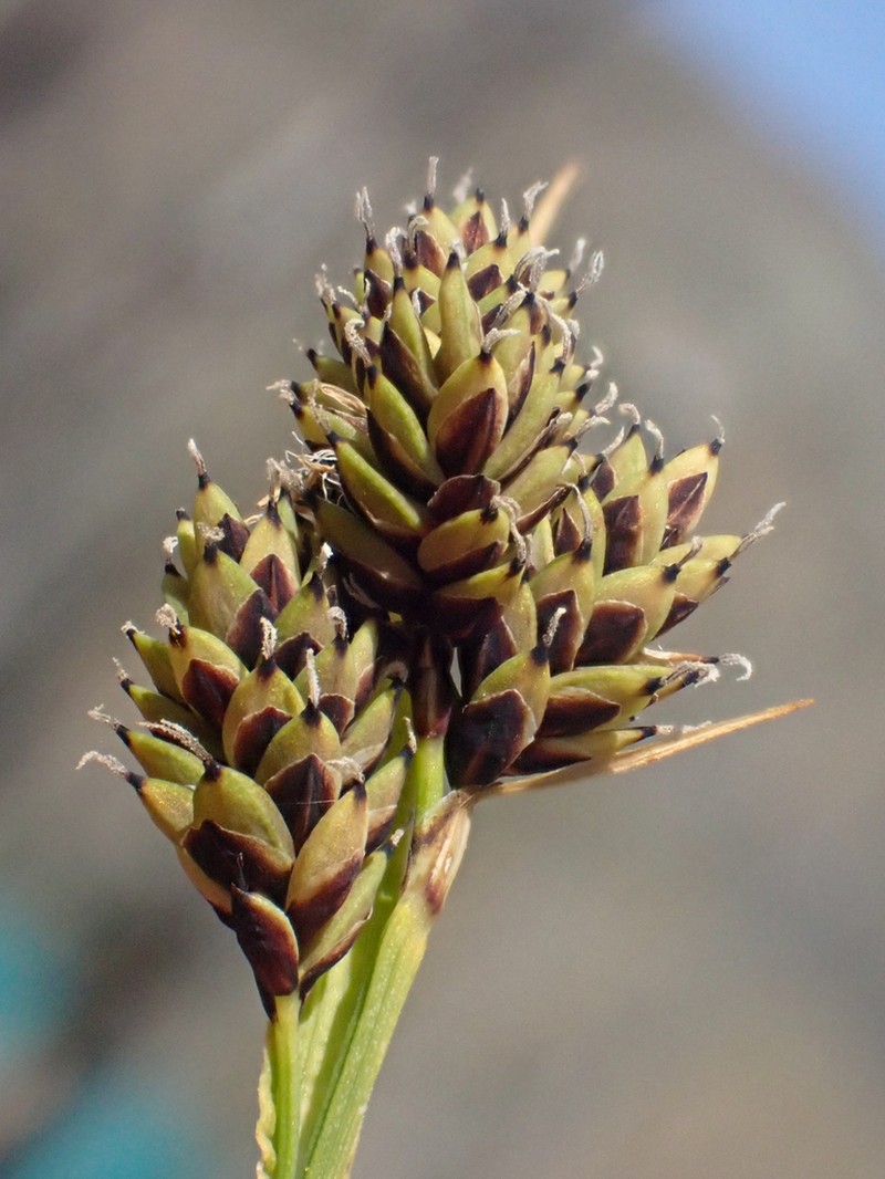 Lesser Blackscale Sedge photo 3