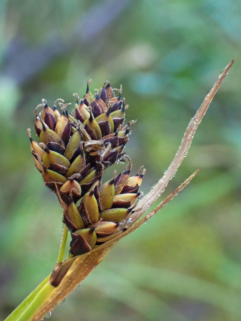Lesser Blackscale Sedge photo 4