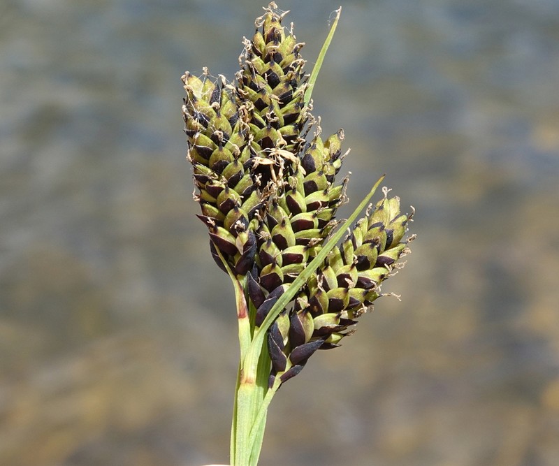 Lesser Blackscale Sedge photo 5
