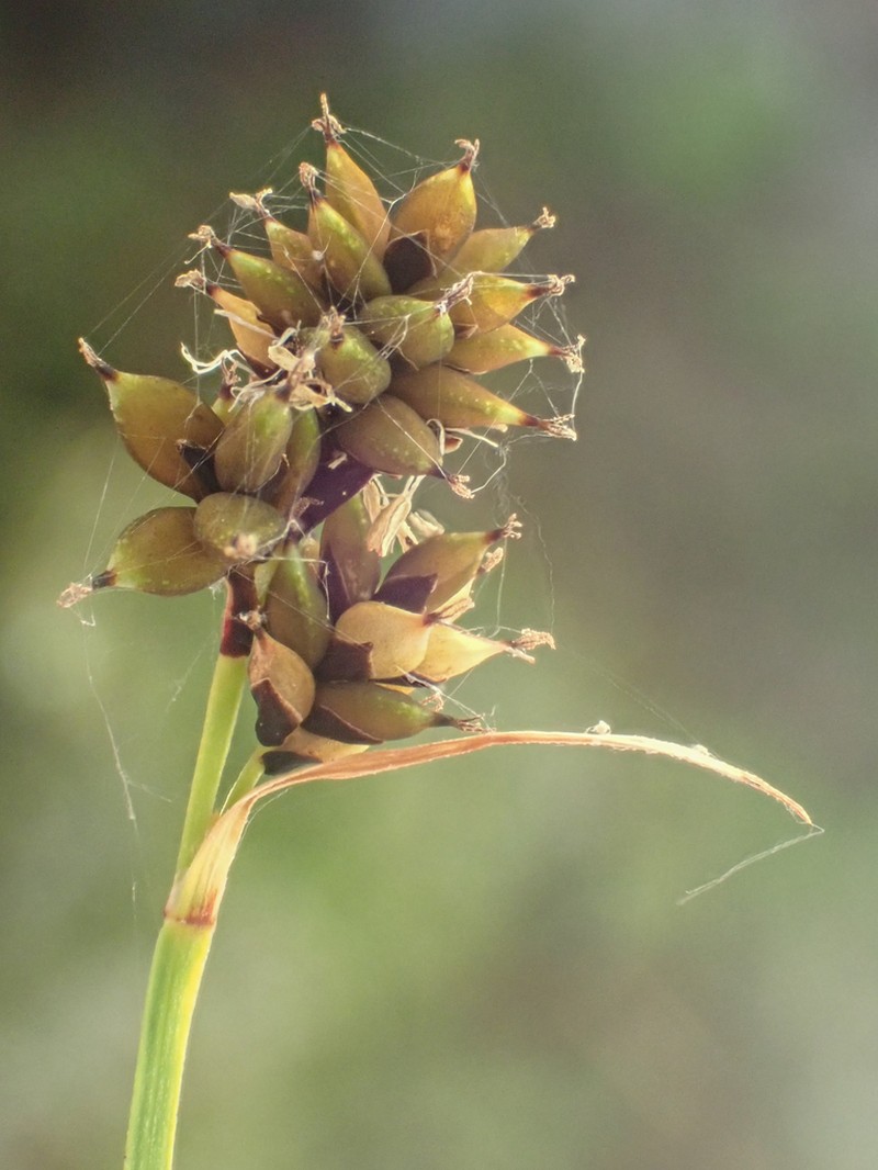 Lesser Blackscale Sedge photo 6