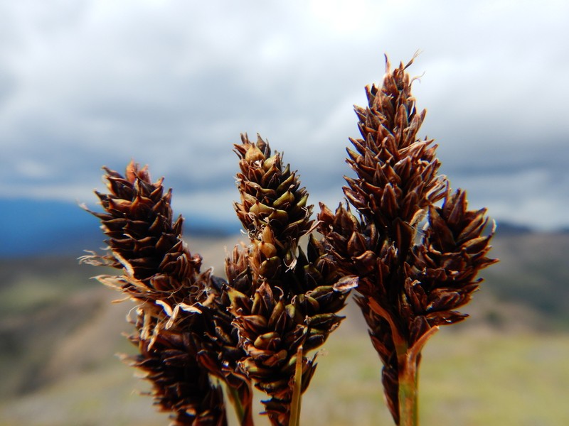 Lesser Blackscale Sedge photo 7