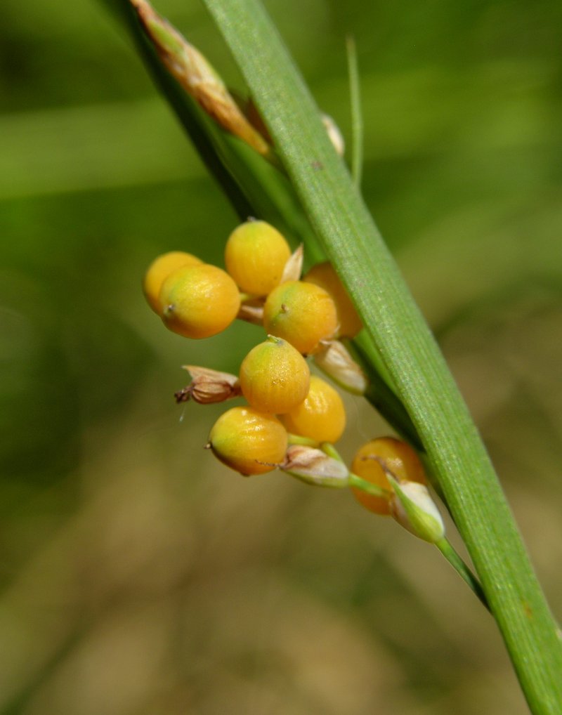 Golden Sedge