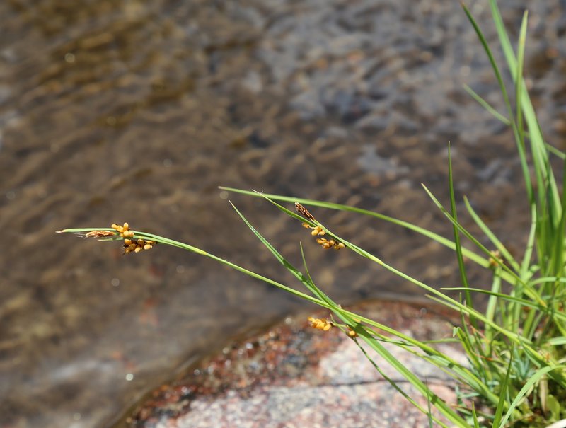 Golden Sedge photo 3