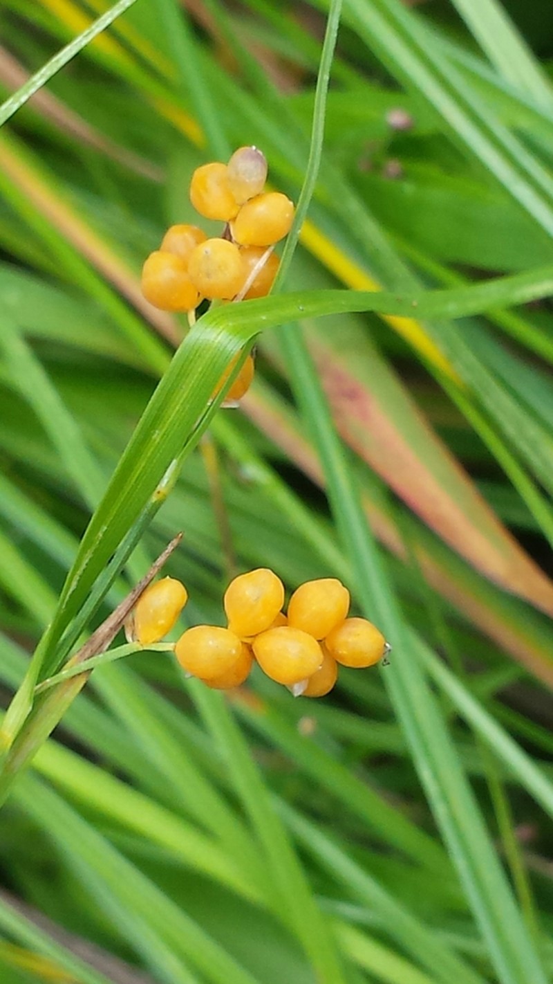 Golden Sedge photo 5
