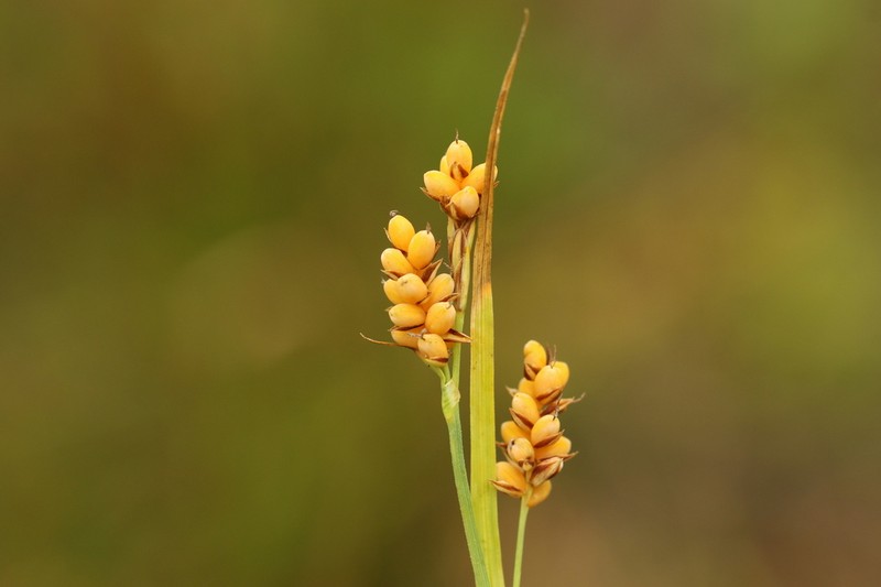 Golden Sedge photo 6