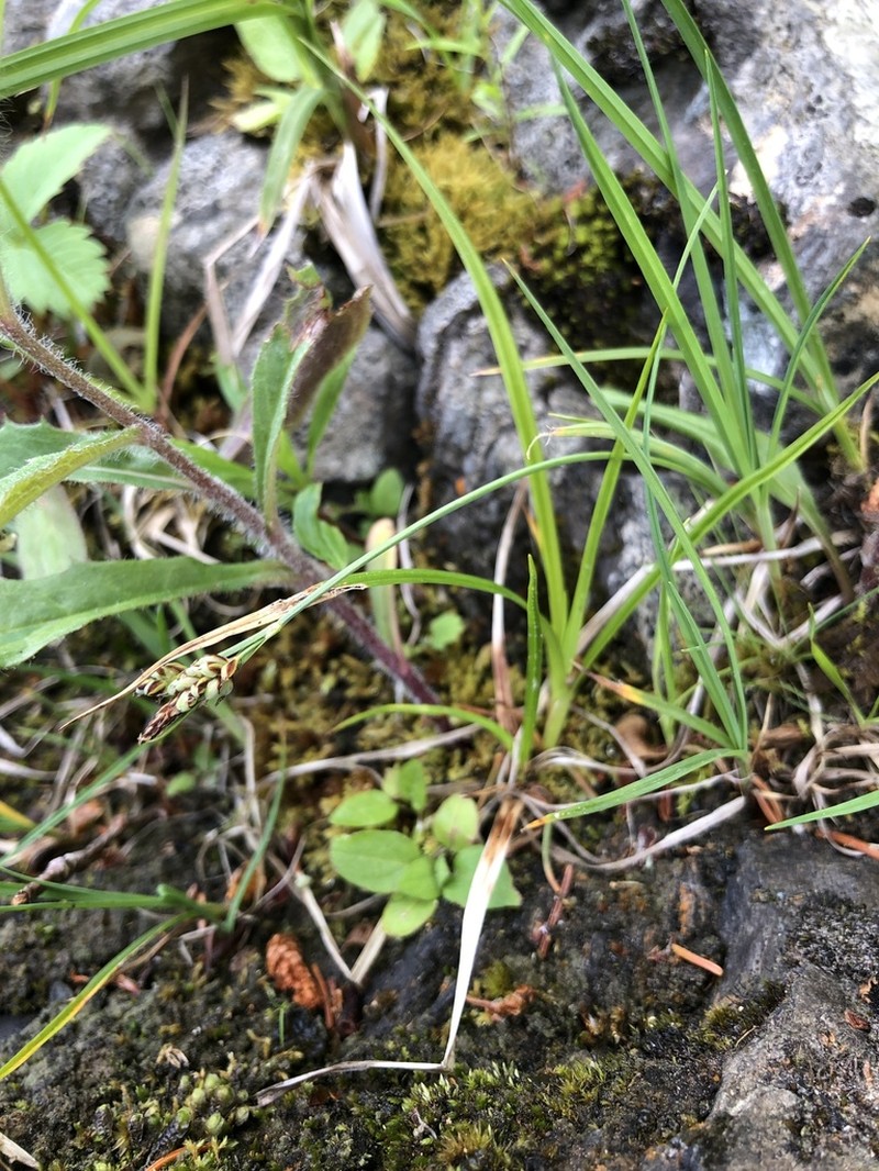 Golden Sedge photo 7